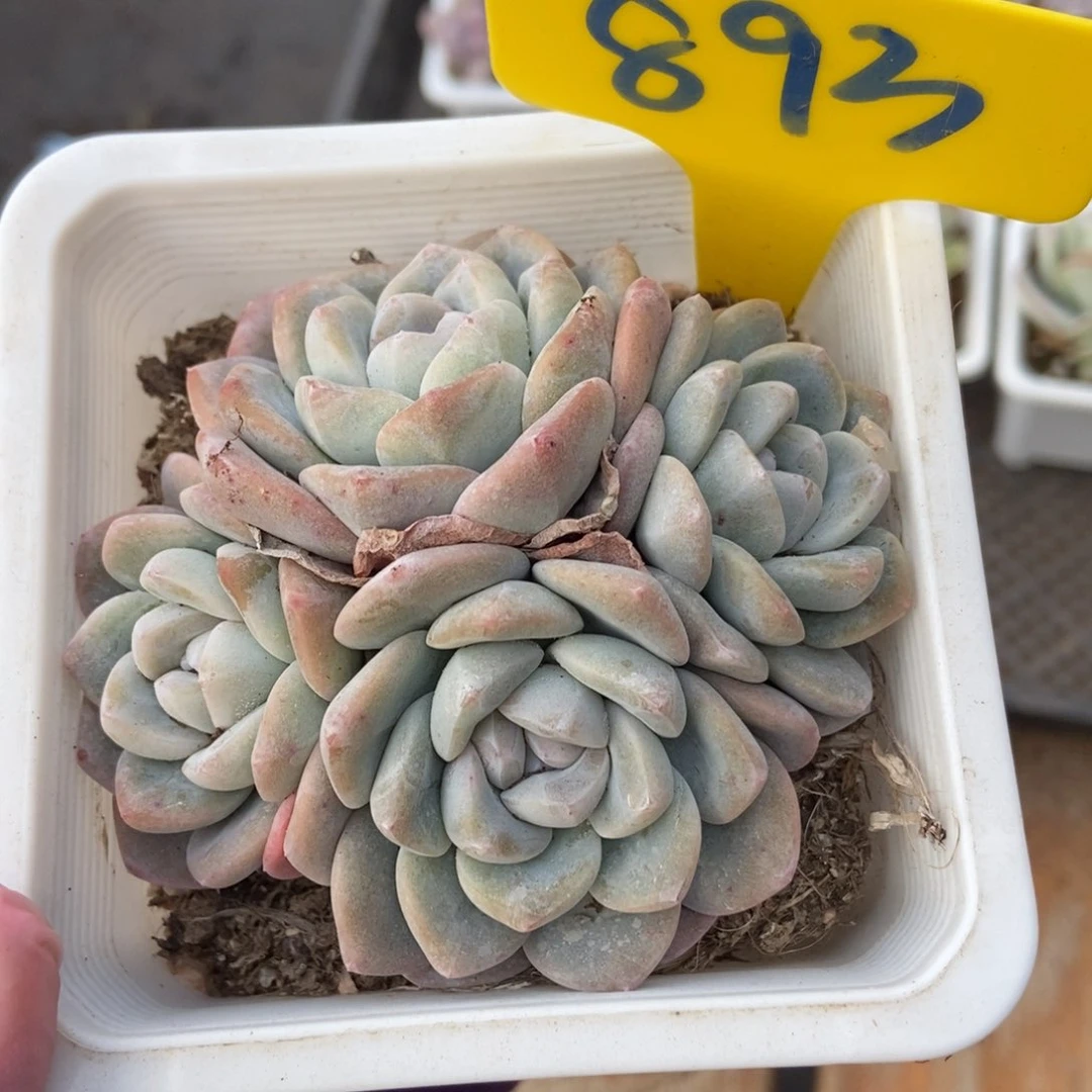 893冰玉多肉植物保护