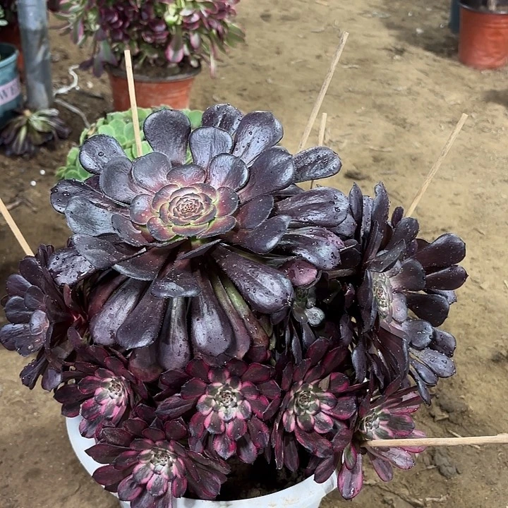 静*多肉植物萝丽锦阴阳75