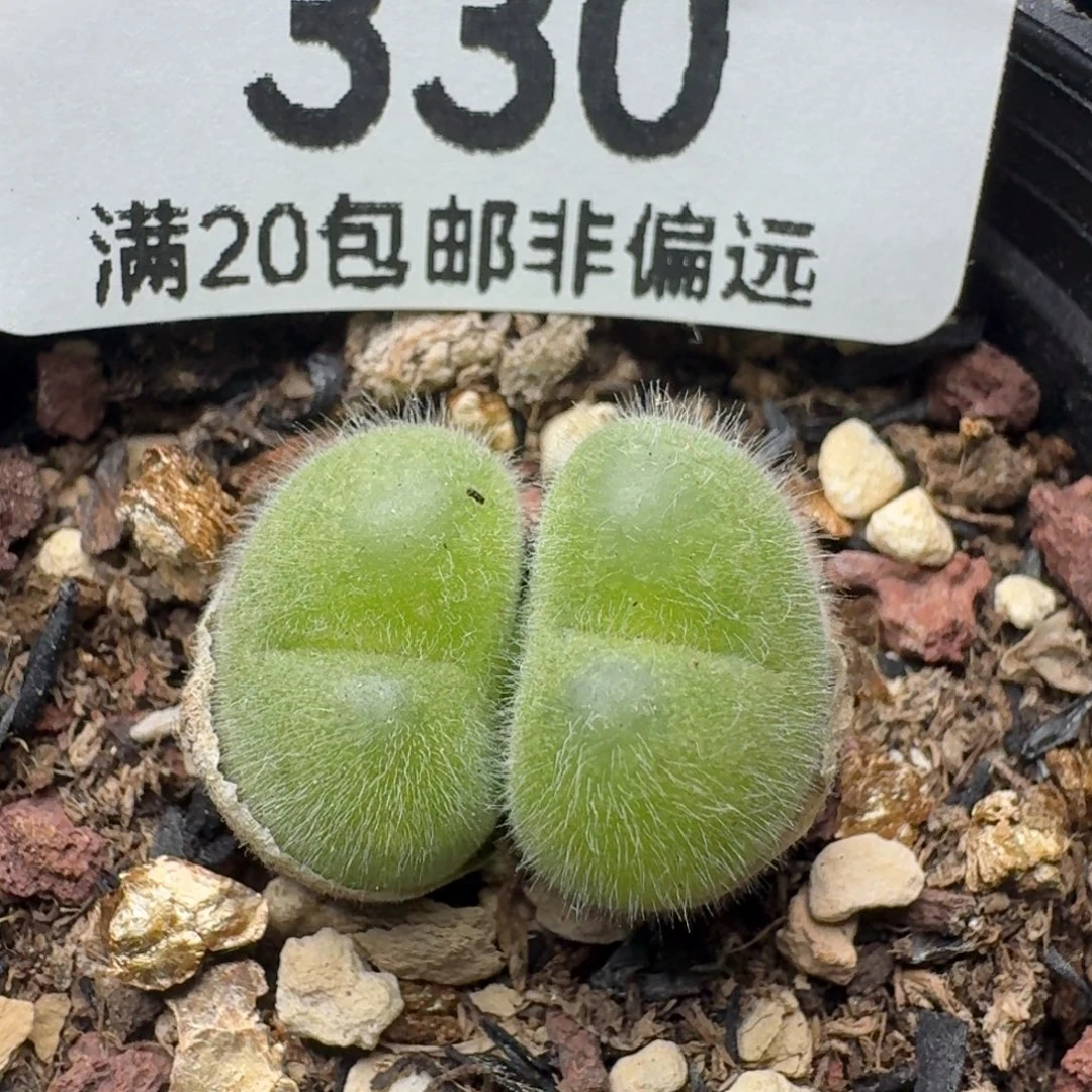 长毛带盆土