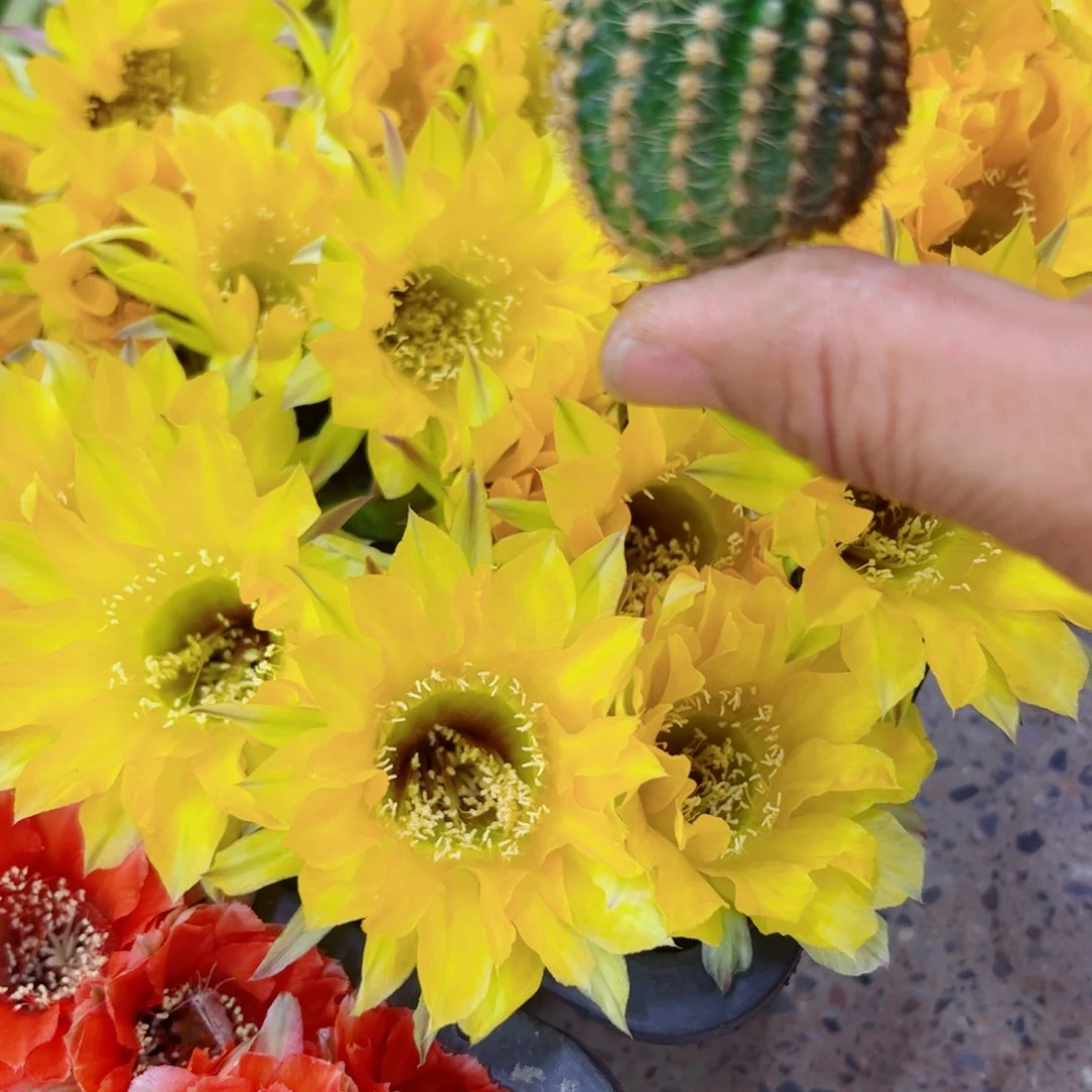 下75金刚j1歪无根侧牙2一3公分左右20包邮