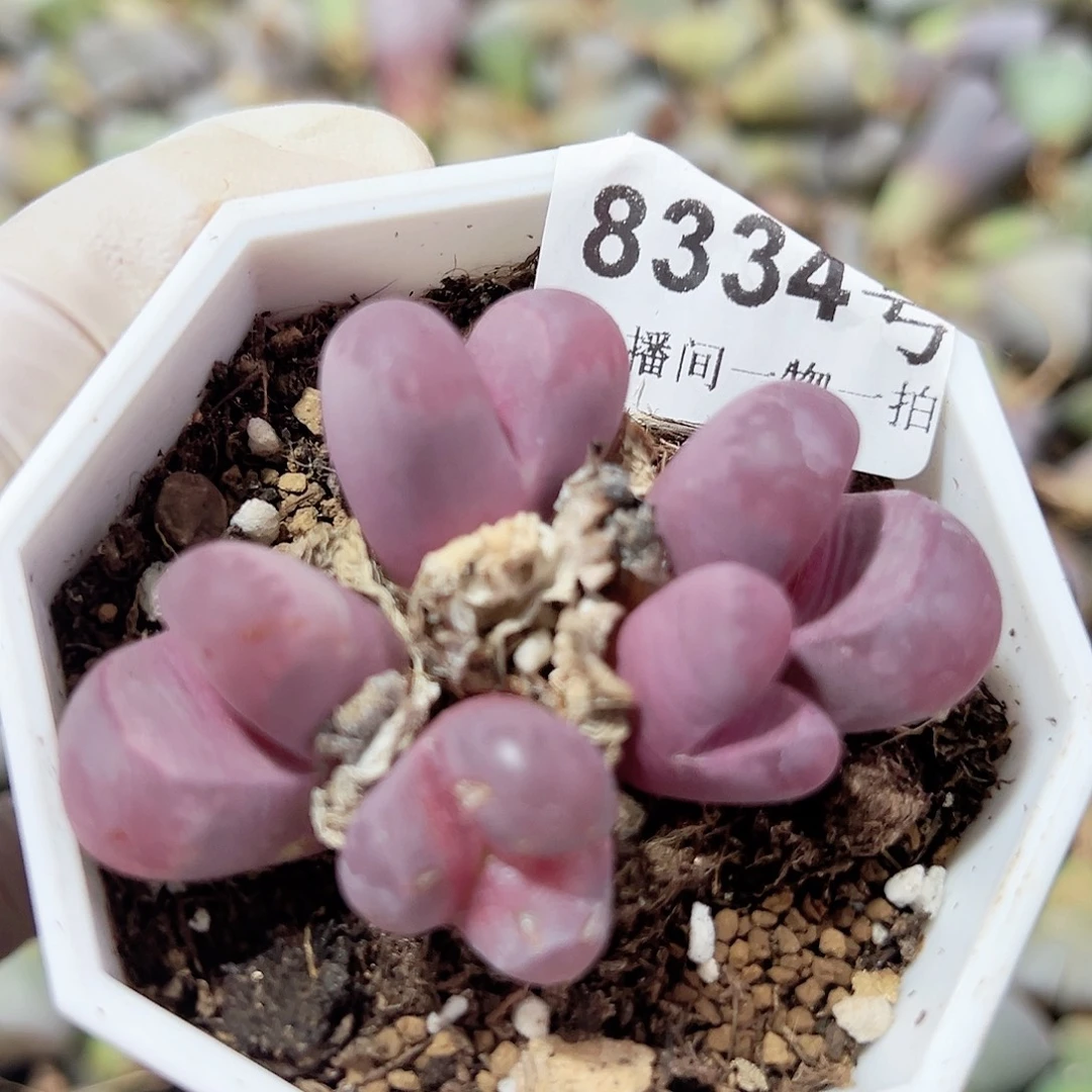 8334 好养易活生石花大母本