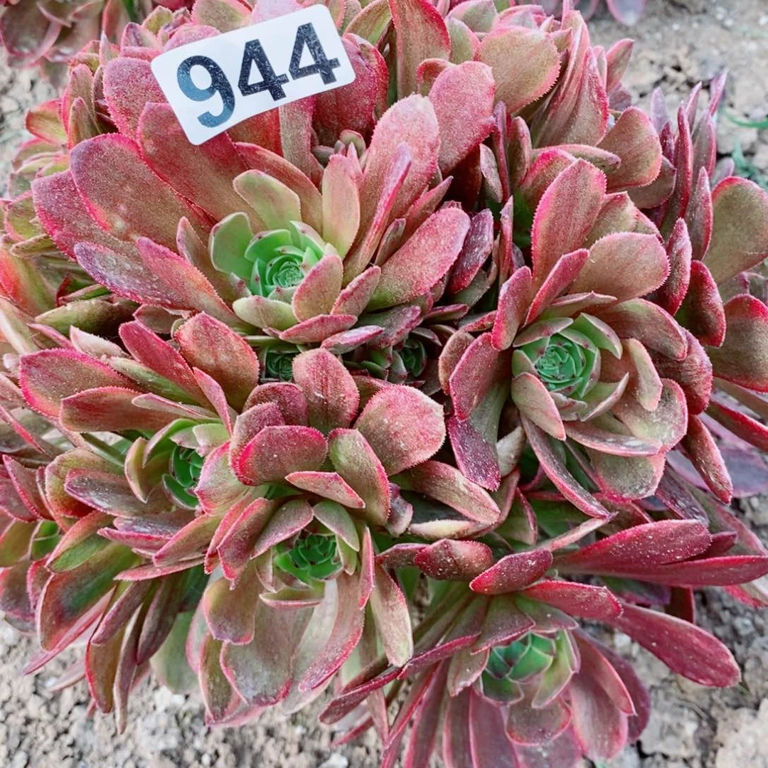 944半夏清棚处理10元