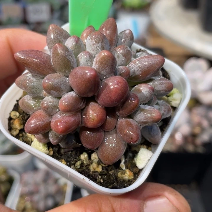 贵妃奶328号的啊啊多肉啊