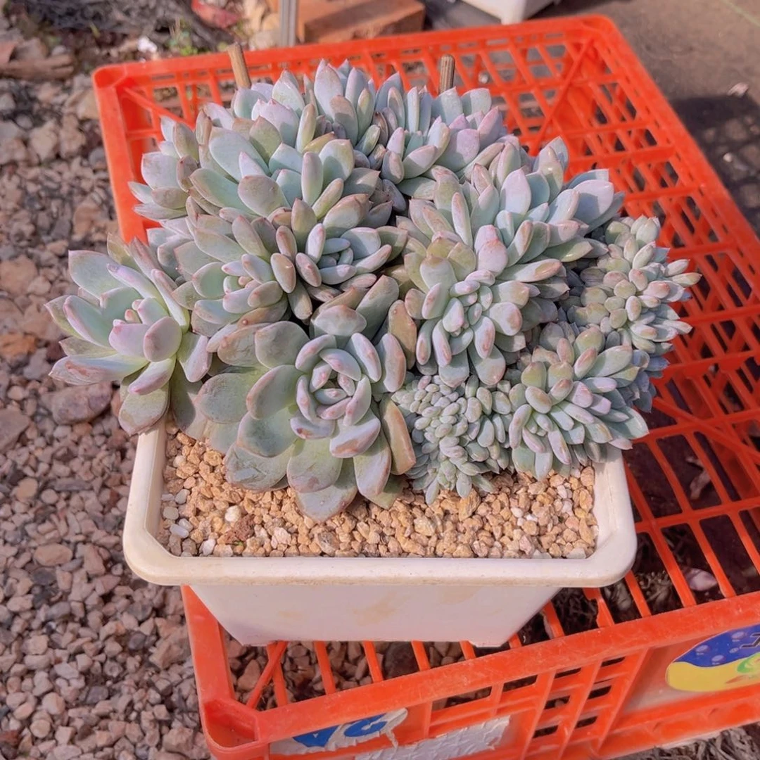 余生不辞999999999