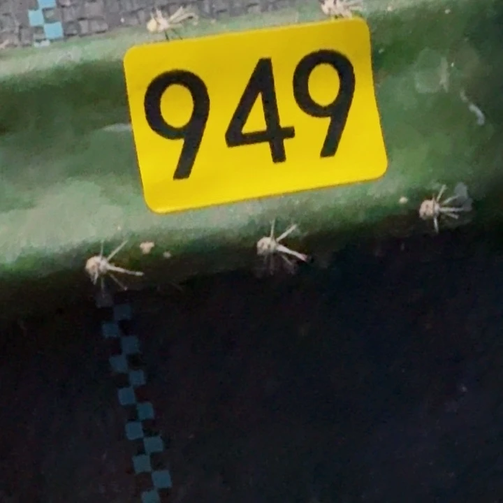 迷***葵无花朵福利大尤仙人球949