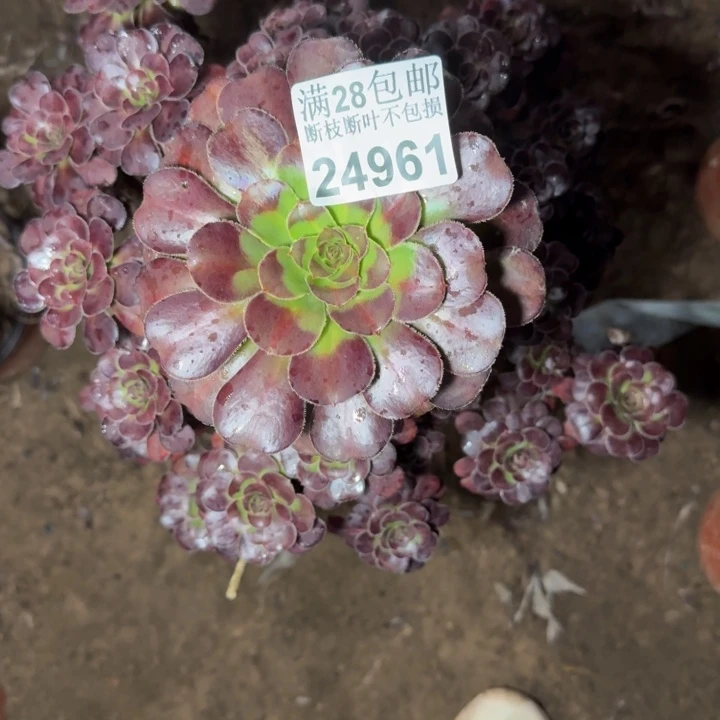 24961南晚霞多肉植物