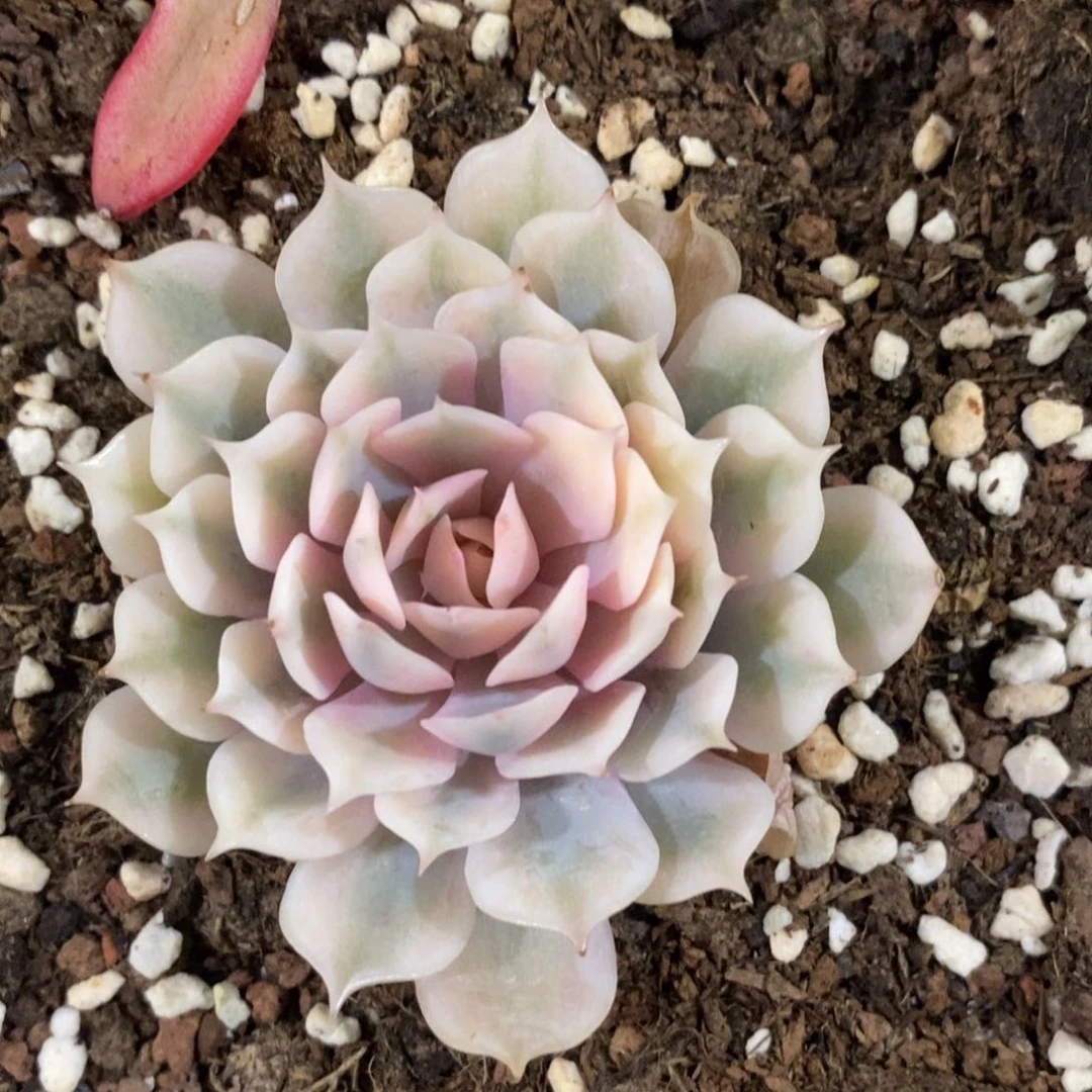 狮*座狮子座 多肉植物