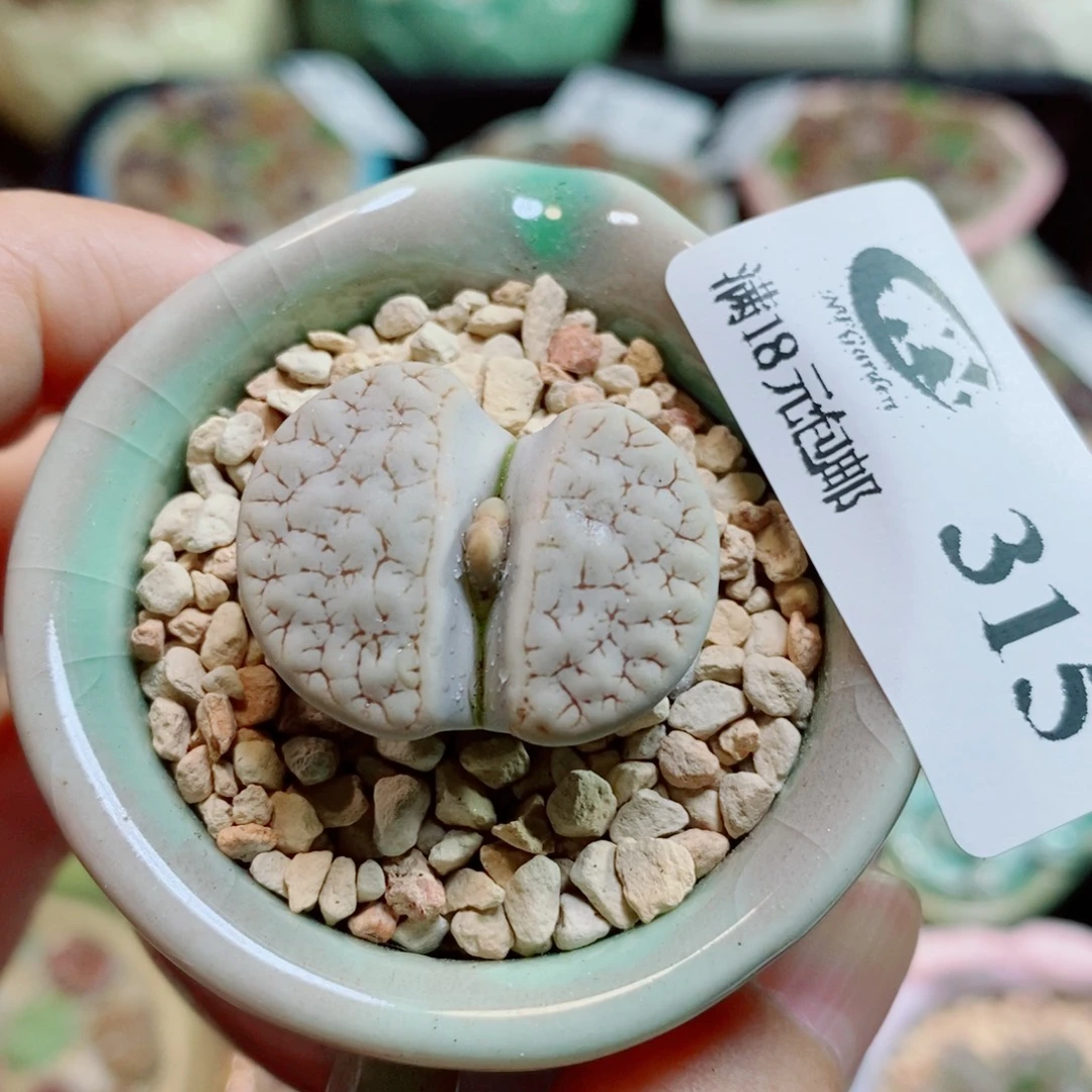 生石花花花花开了315