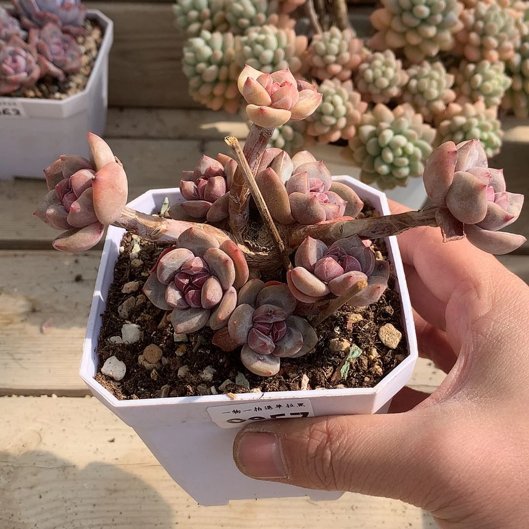 0057石榴籽星影掐心群一棵14厘米