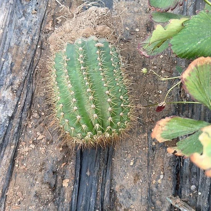 锦***O毛花柱七仙女150的毛花柱