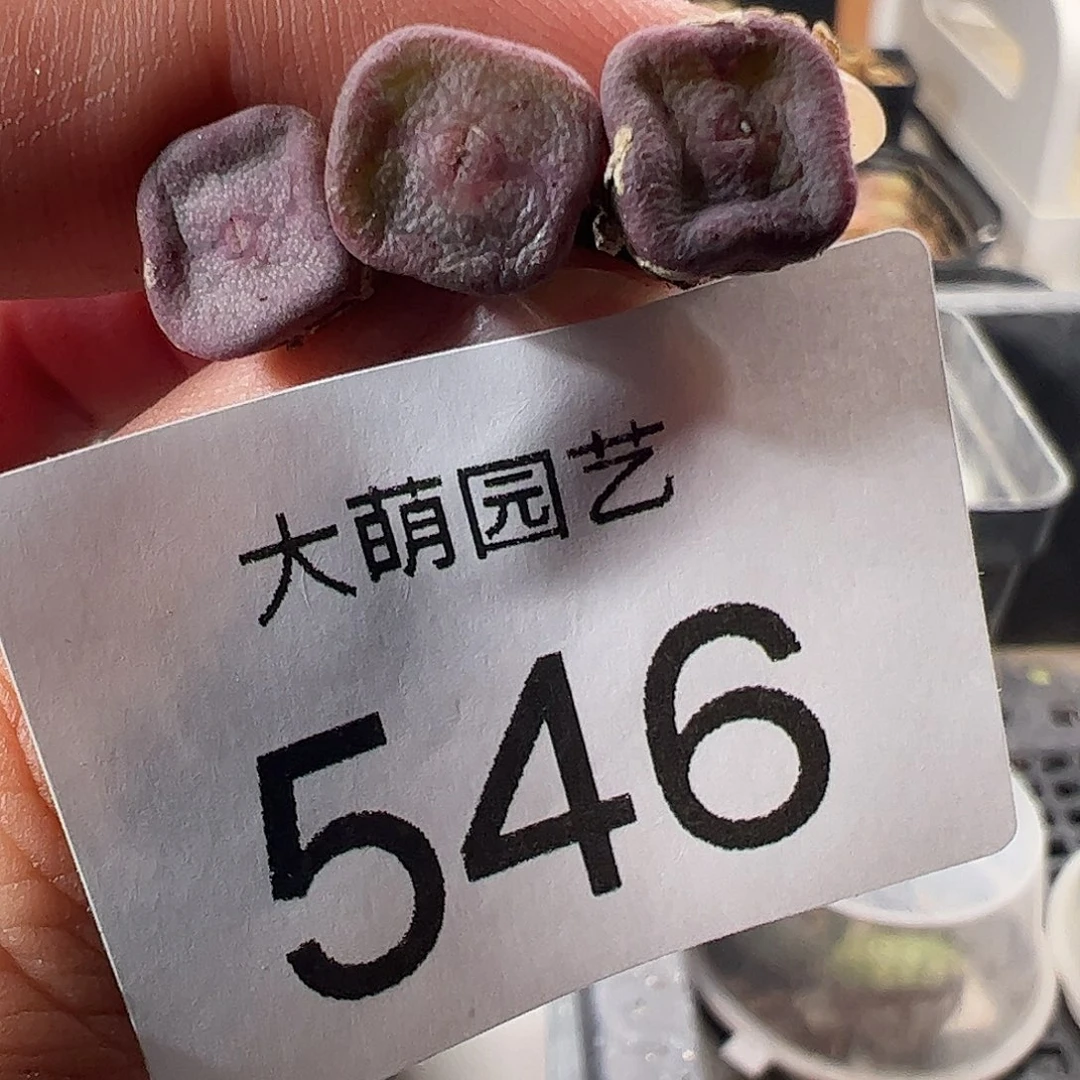 一物一拍。     546