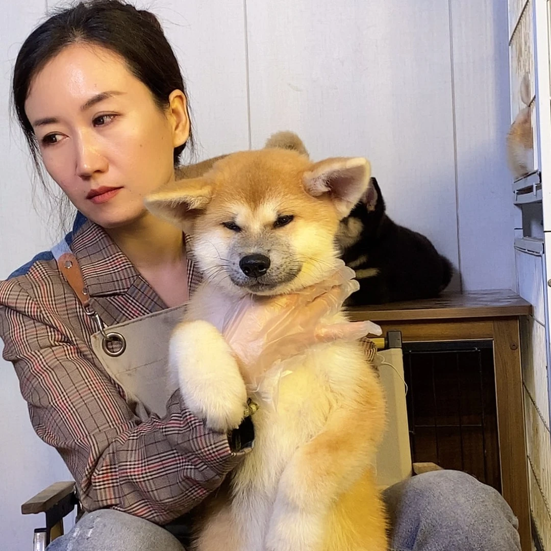 4号秋田犬 赤色公 三个半月