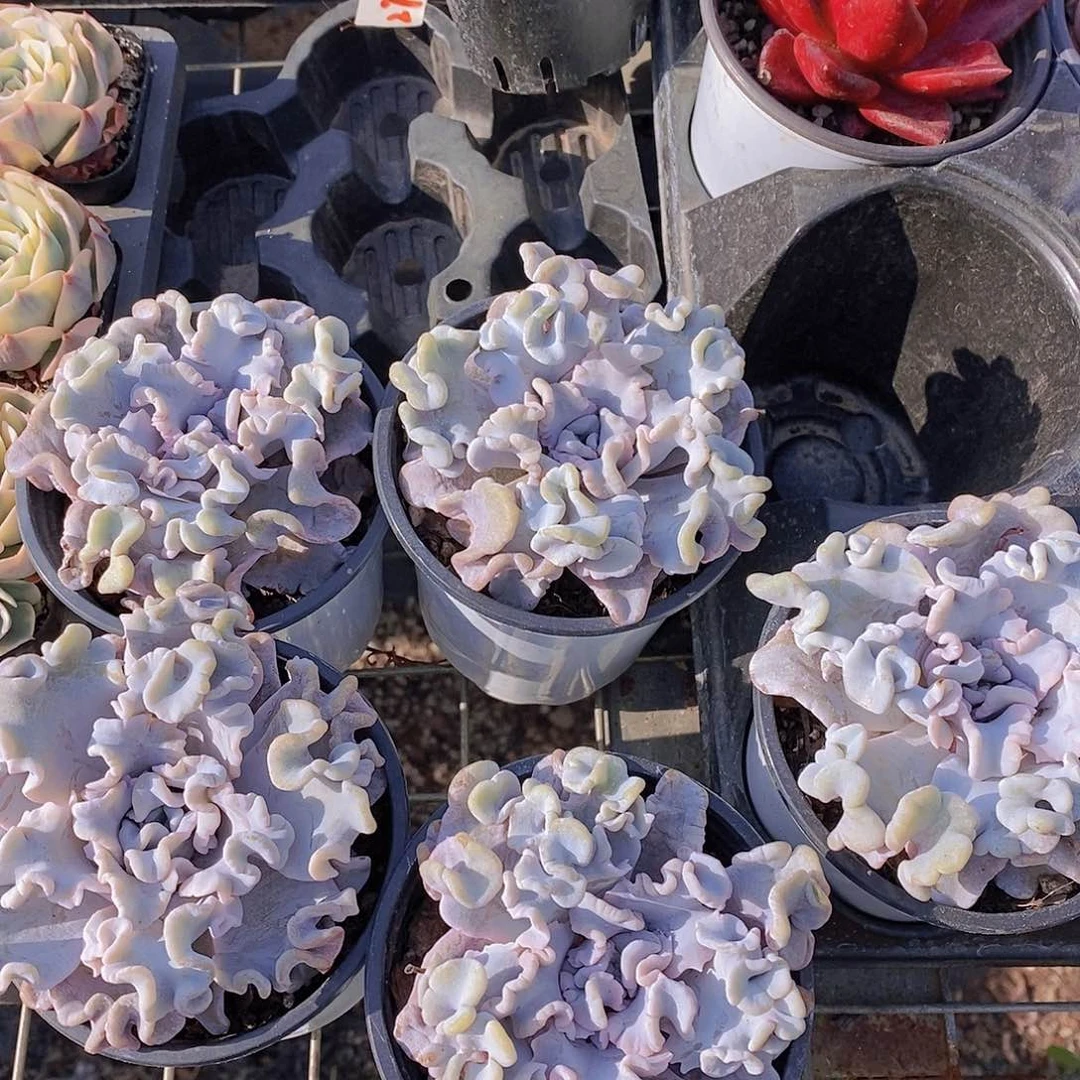 12-2 白饺子皮单头福利一颗量拍