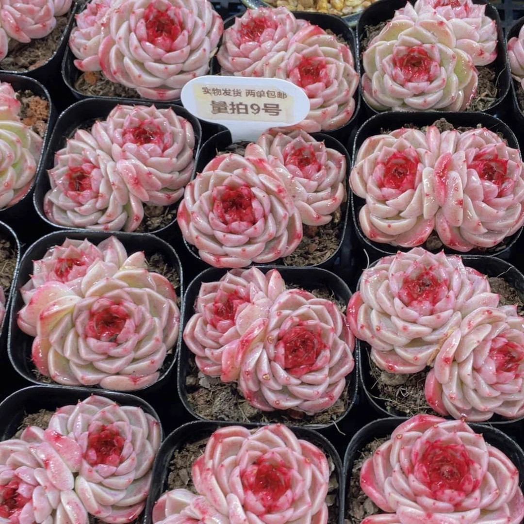 量拍9号 全状态天鹅绒双头一个