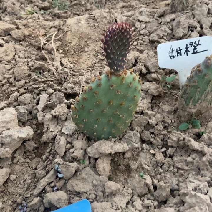 甜橙戚风一棵有侧芽不大