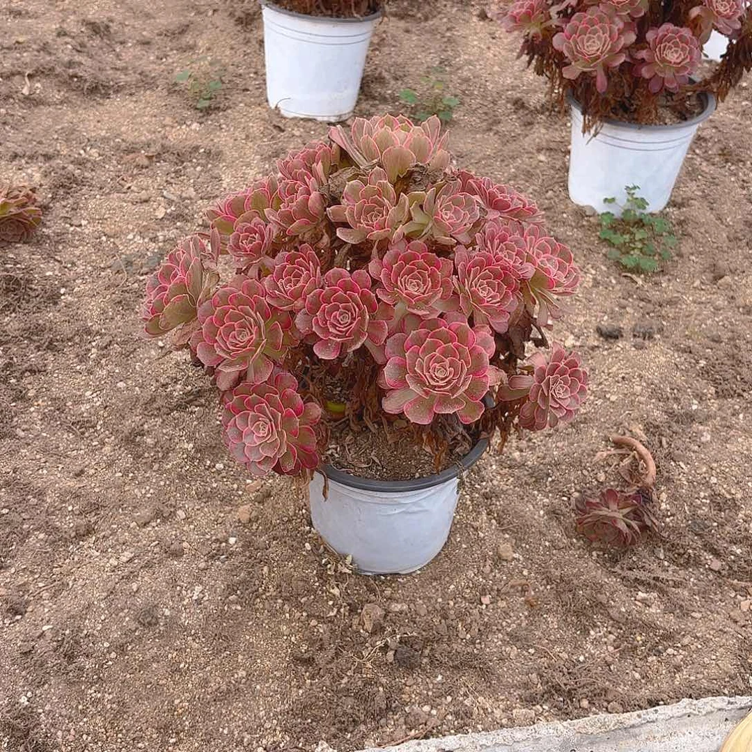 安娜多肉植物多头