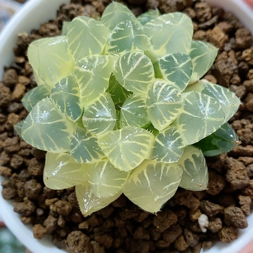 【闪购商品】14糊斑田黄玉露锦