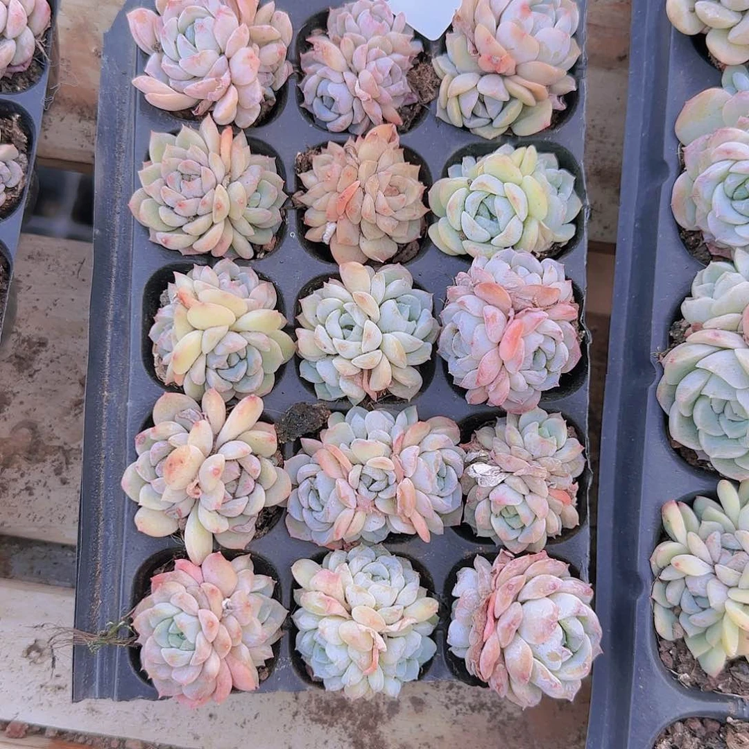 直播一物一拍多肉30