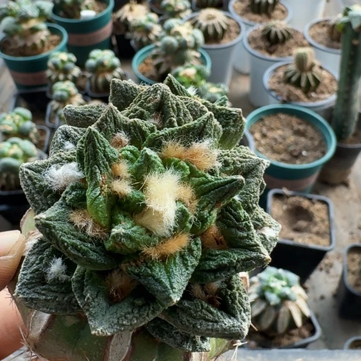 无花朵❄️****250双头博士牡丹
