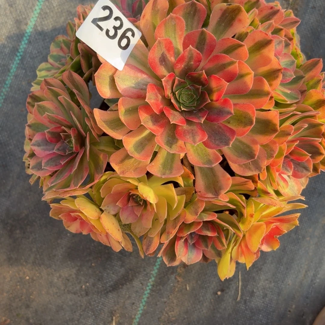 236雨河多肉植物多去