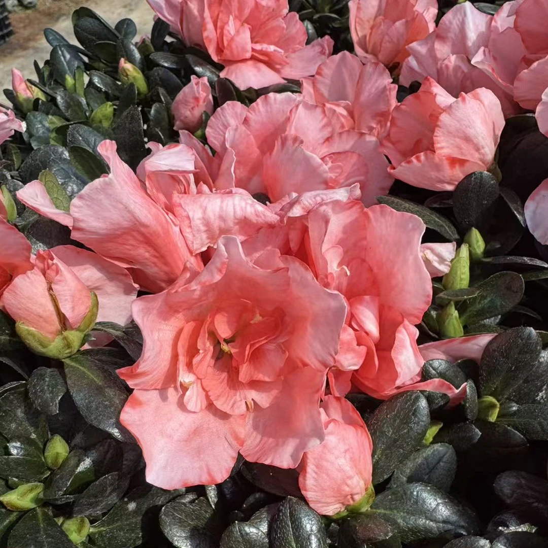 樱桃红杜鹃花