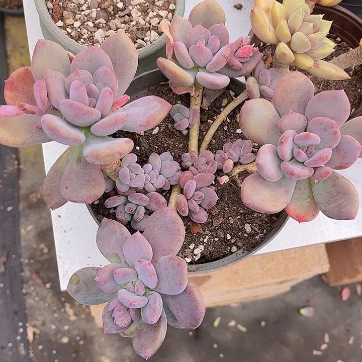 圆叶灰姑娘2570多肉植物