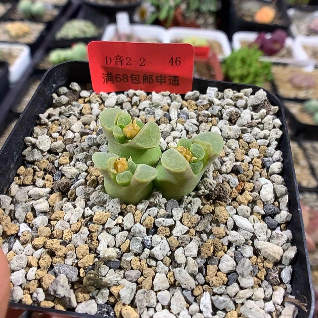 【闪购商品】2-2-46 风铃肉肉 30