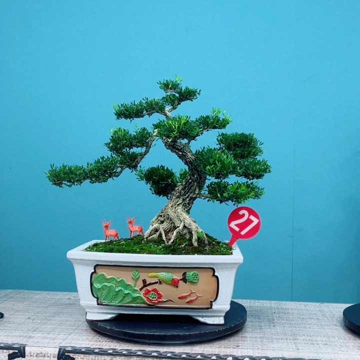 无花朵精品黄杨盆景