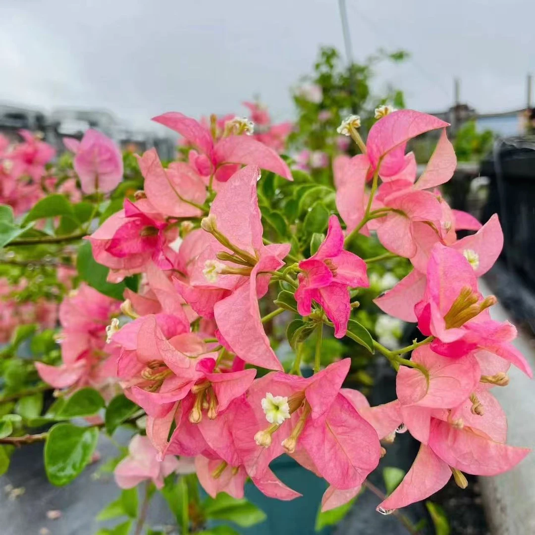 【卡亚塔】三角梅大苗好养易开花花卉基地不带花适合庭院种植