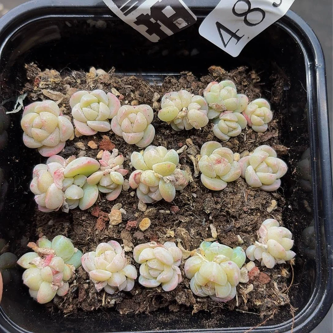 多肉植物多肉植物489量拍