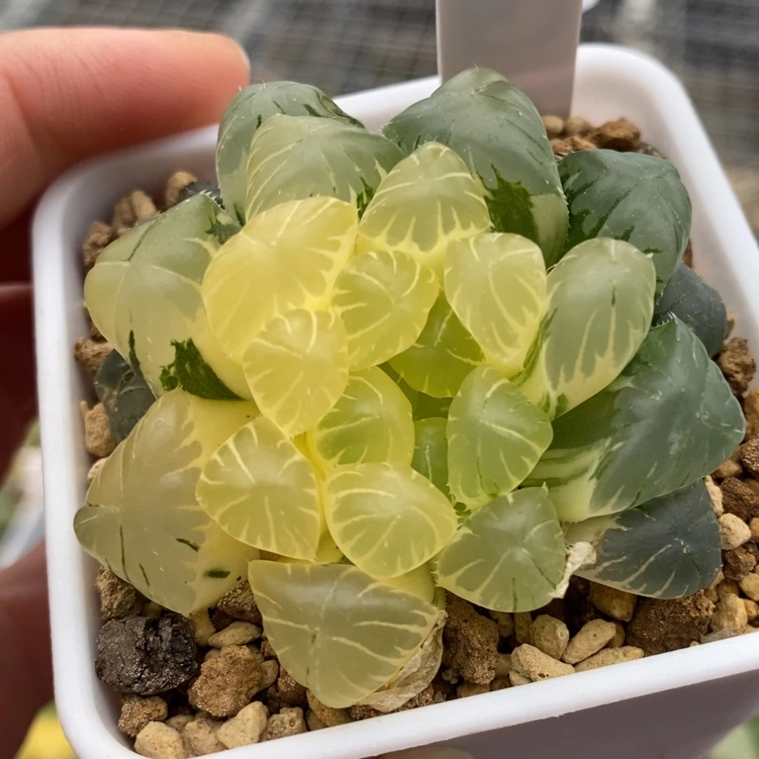 29号实生玉露锦带盆