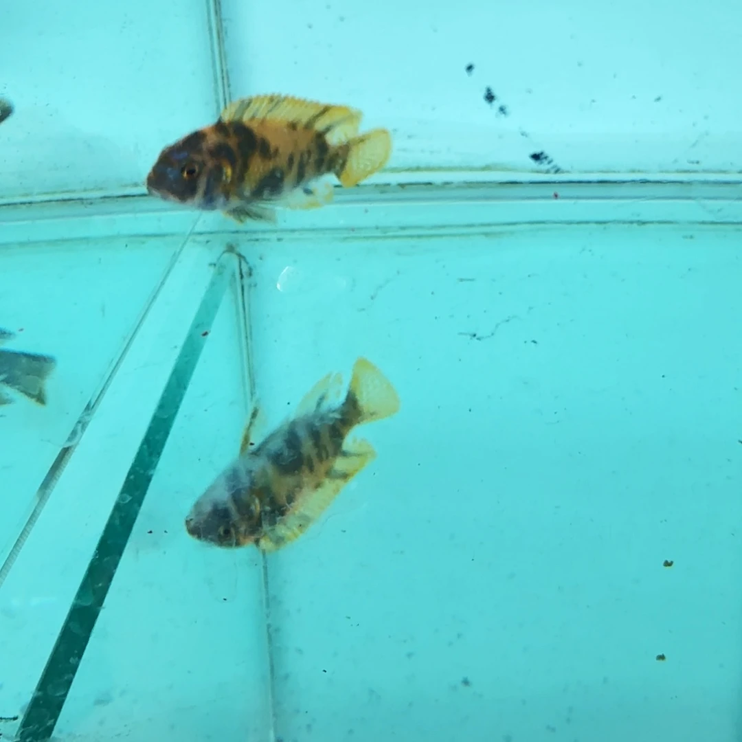 慈鲷果酱猫626。
