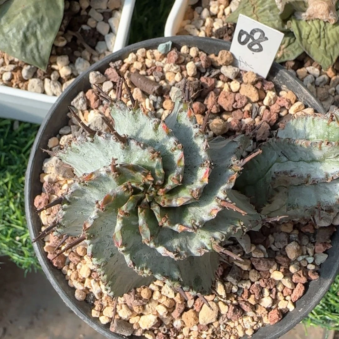 08脱土发 白衣魁伟玉