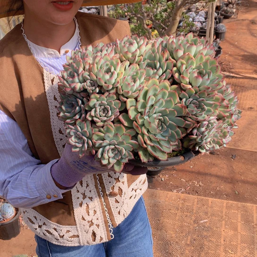 荷花20 多肉植物