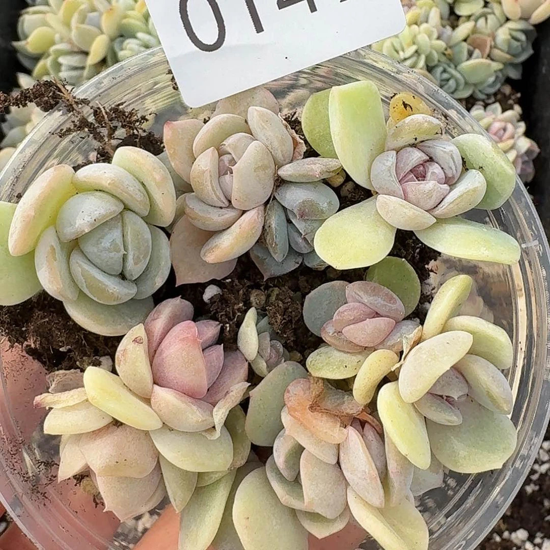 杂交新品珍妮多肉149