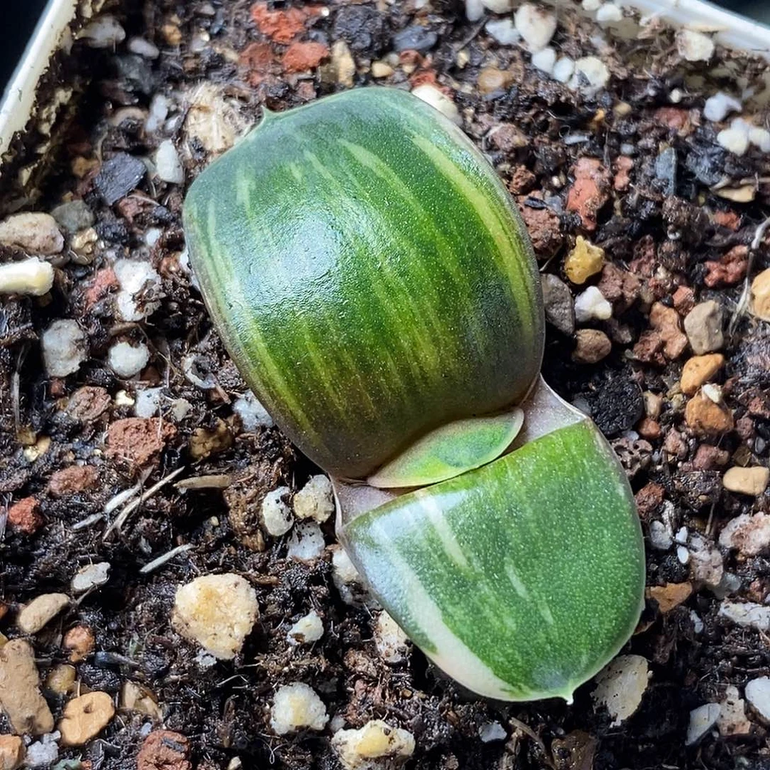 不带盆脱土裸根发货