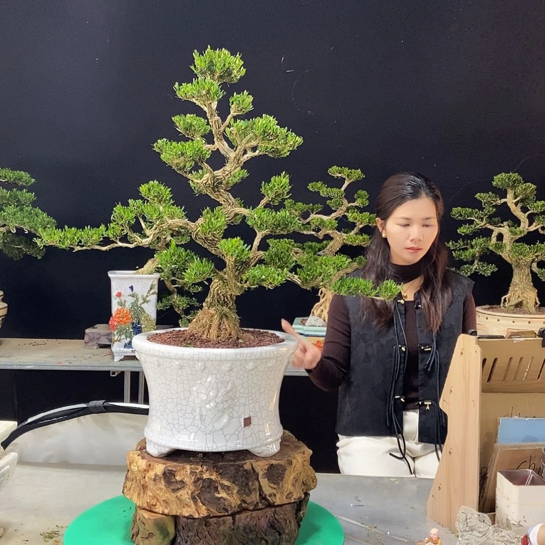 无花朵广东小叶黄杨