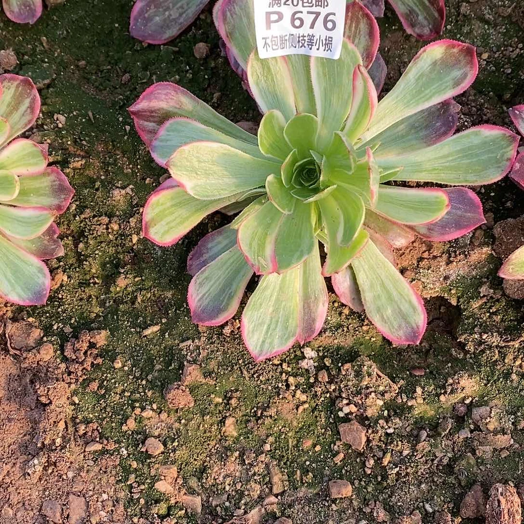 用****9676莲花座多肉法师锦