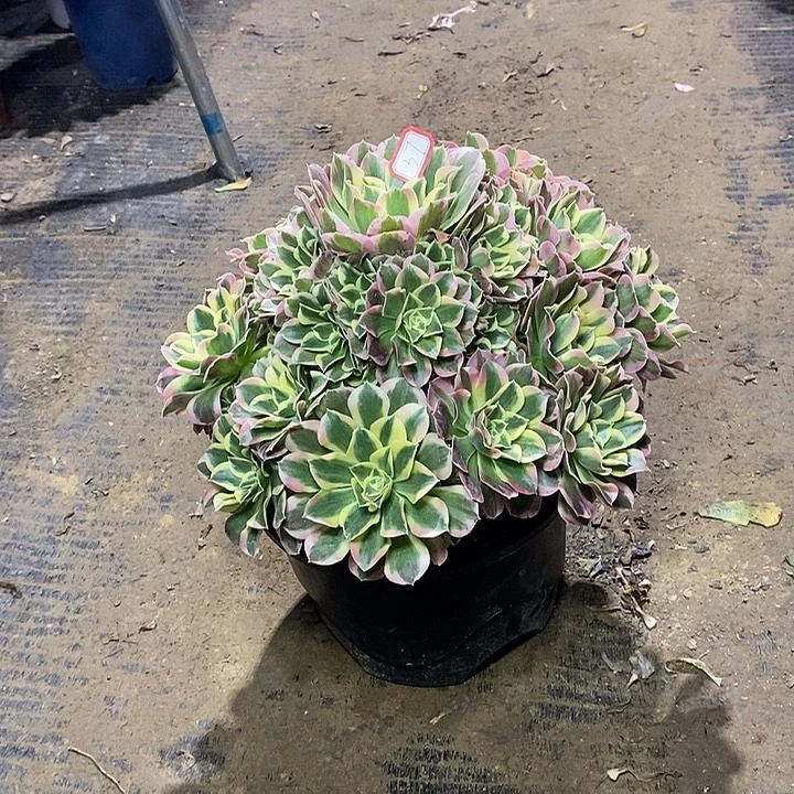 37，白凤135678999990