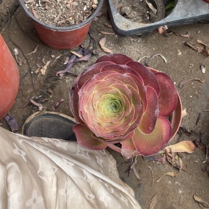 秋***雾随机发一颗单头媚金玫瑰