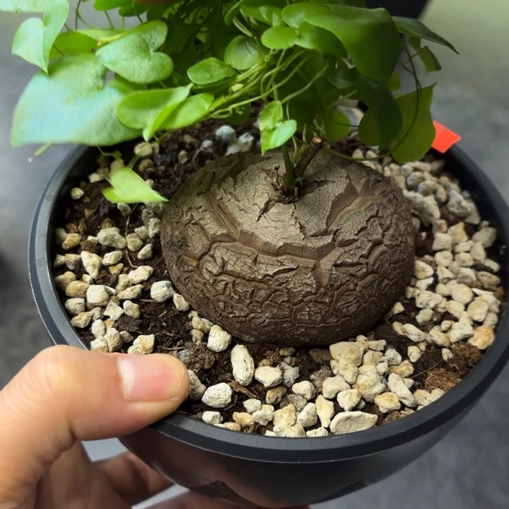 897 南非龟甲龙带盆