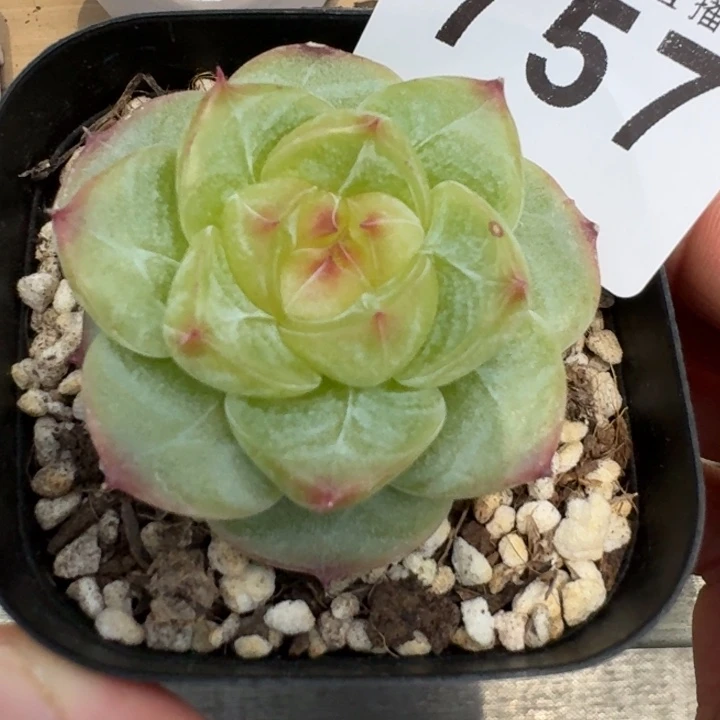 菩提珍妮            多肉植物