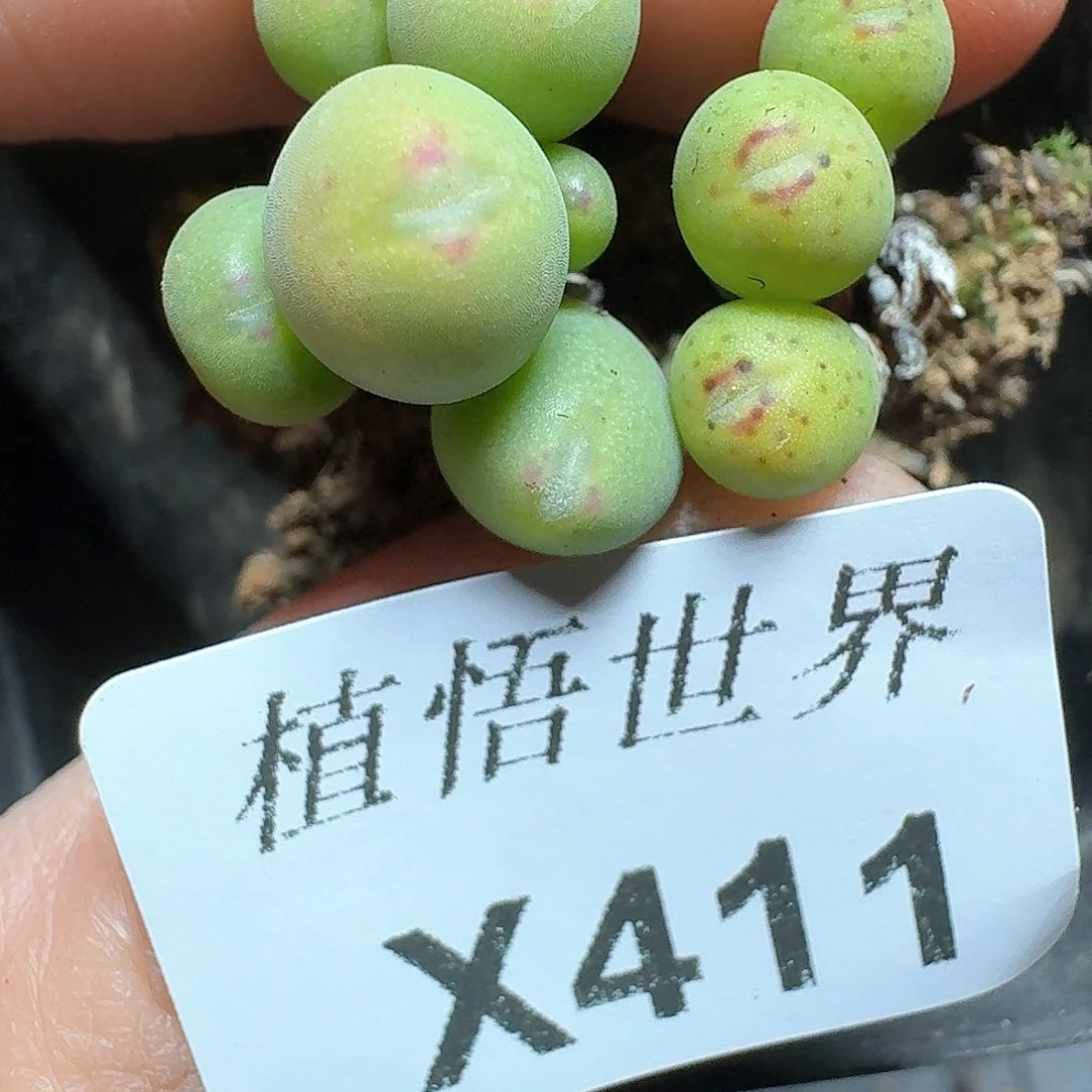 411盒多肉植物哇的风格