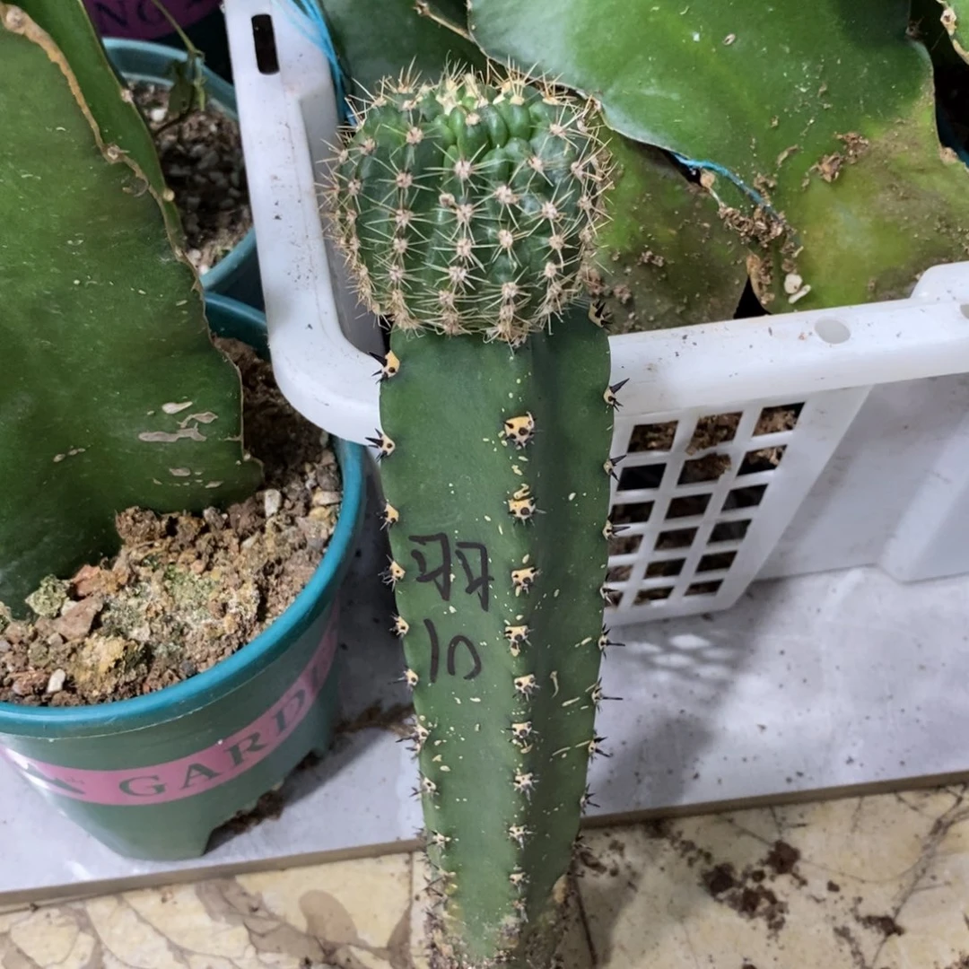 新品彩草凤羽10号母本绣谱
