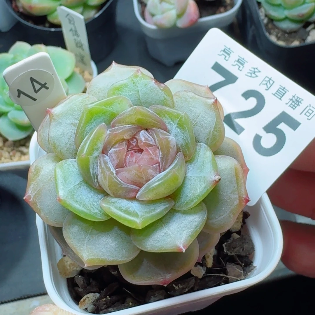 彩色恋人            精美多肉植物