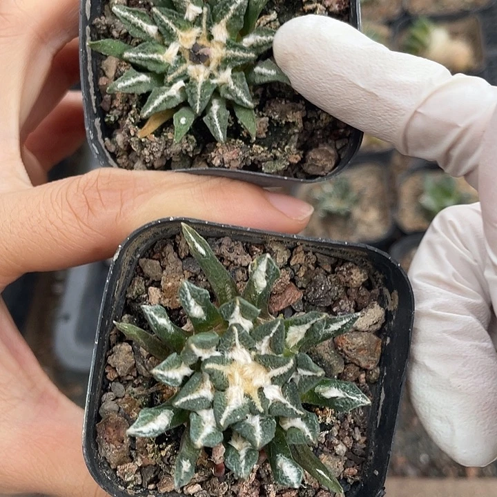 实生黑牡丹3公分左右