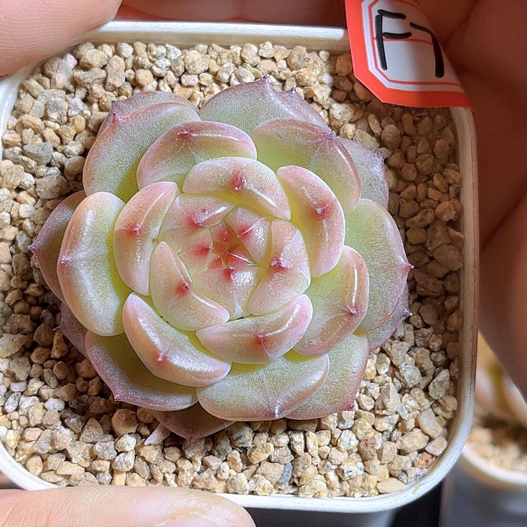 F776 一物一拍 达菲