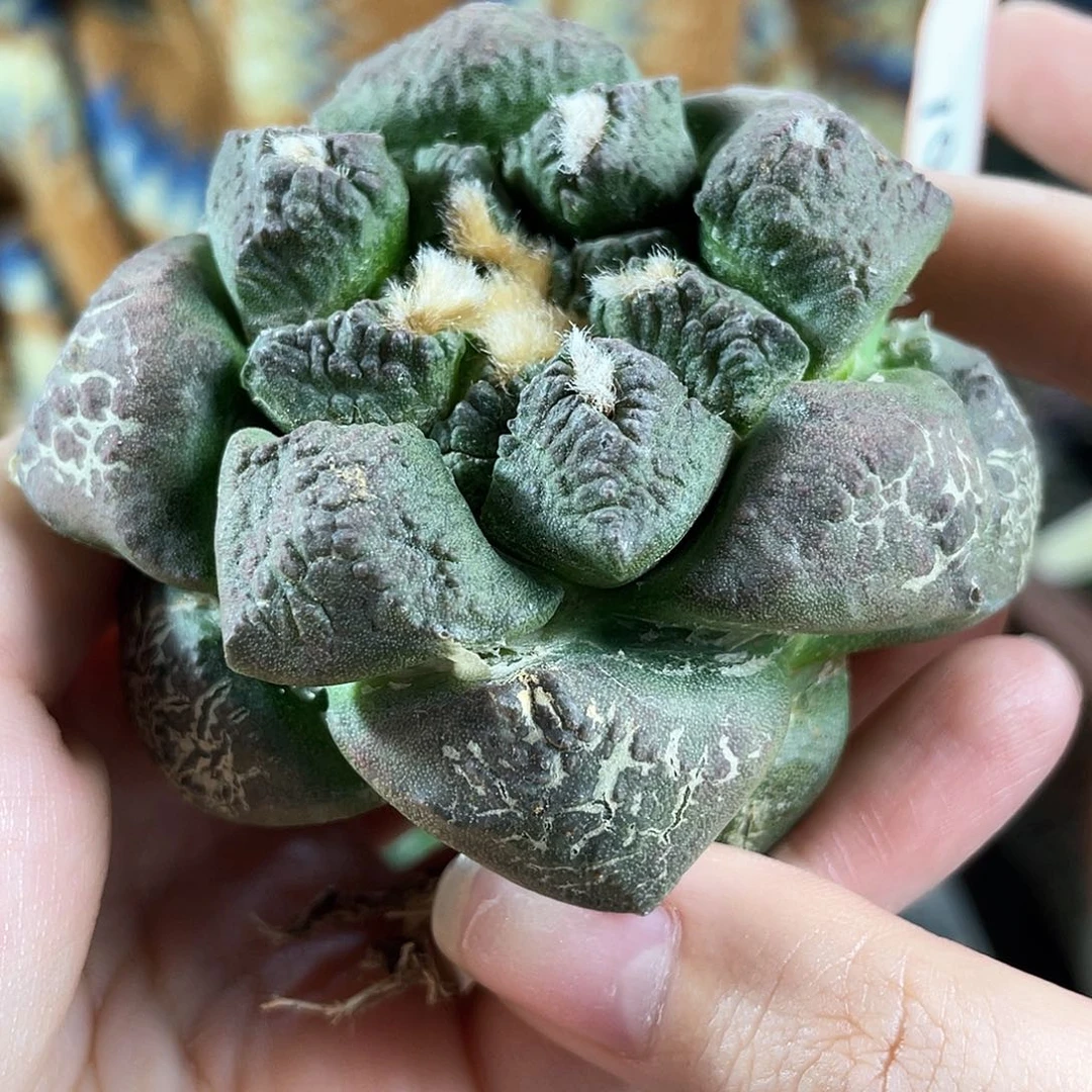 10号7.5cm自根光面连山萝卜根