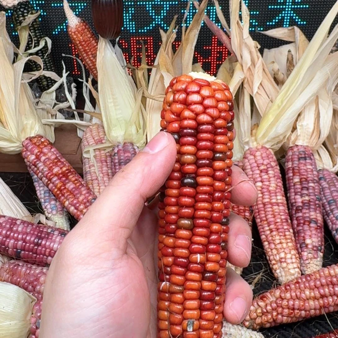 柏香籽/百香籽吊坠七***时