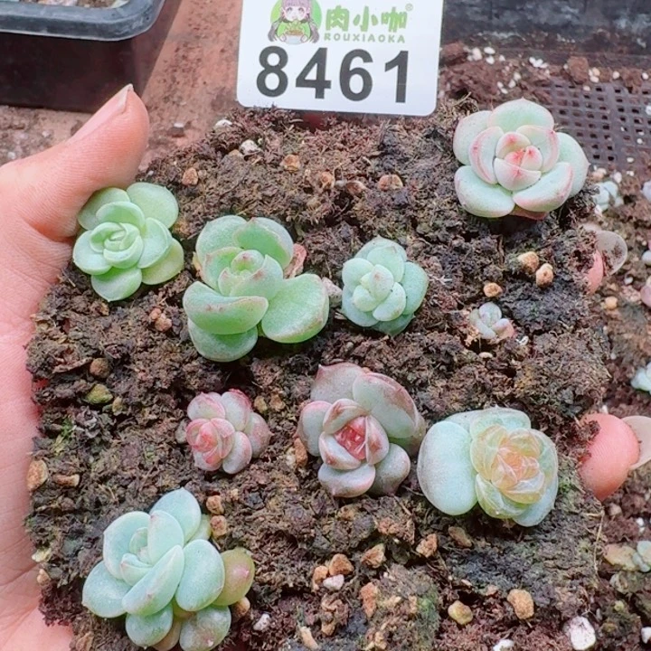 多肉植物多肉植物